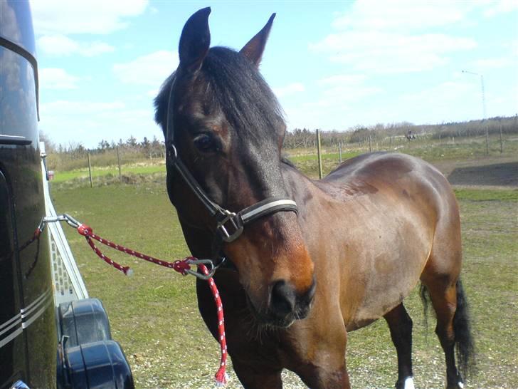 Pingo, Miss Zeikon og Ard Chuan Millenium :) billede 10