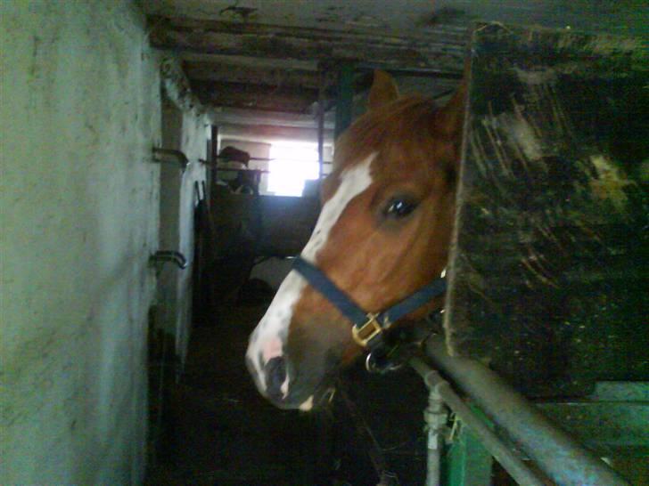 Cooper og Emma på sommerferie billede 1