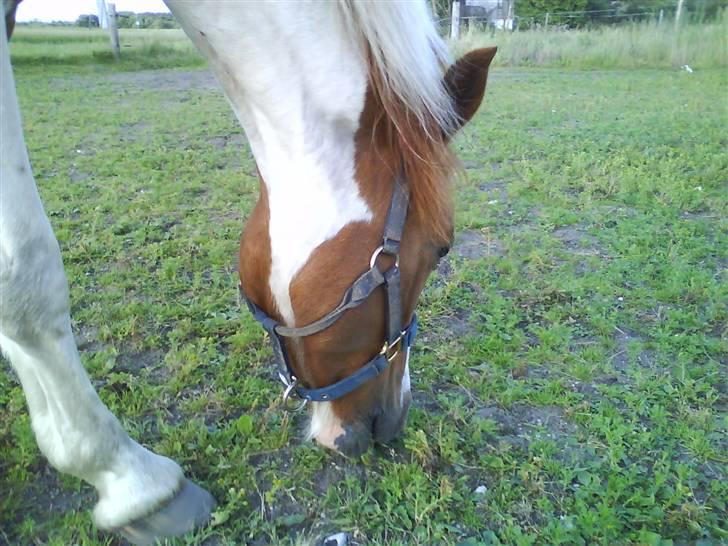 Cooper og Emma på sommerferie billede 7