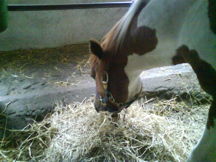 Cooper og Emma på sommerferie billede 12