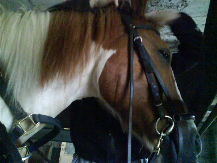 Cooper og Emma på sommerferie billede 13