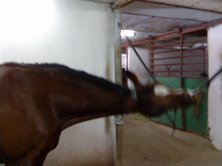 Bækgårdens Hayway - Hayways speciale :D billede 3