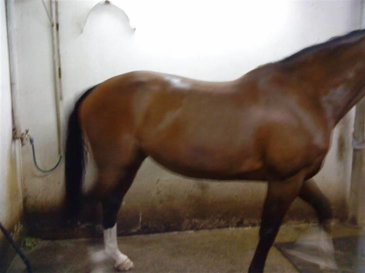 Bækgårdens Hayway - Hun ser meget bedre ud nu, efter hun er blevet flyttet og hun ikke altid er stresset. billede 4