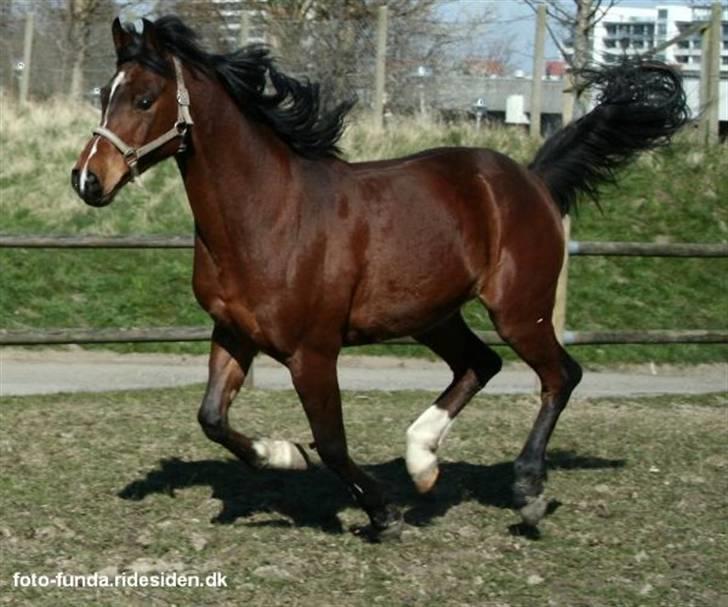 Heste - Pepito på fold.
taget af Funda Lindberg! billede 2