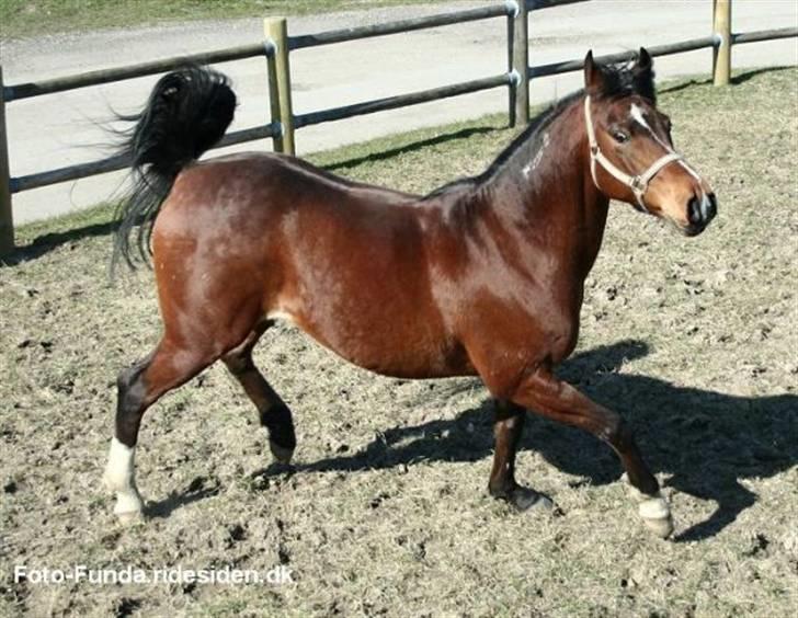 Heste - Pepito Igen.
Taget Af Funda Lindberg billede 3