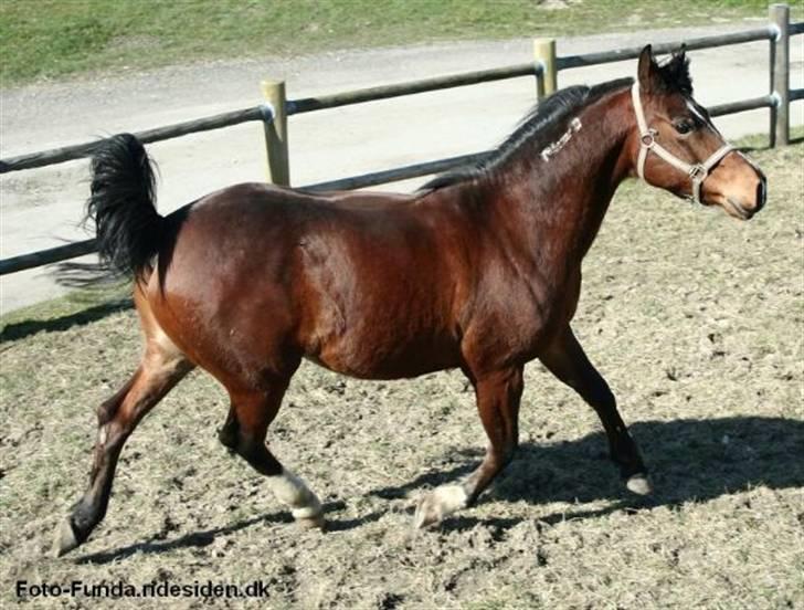 Heste - Igen igen.
Taget af Funda Lindberg billede 4