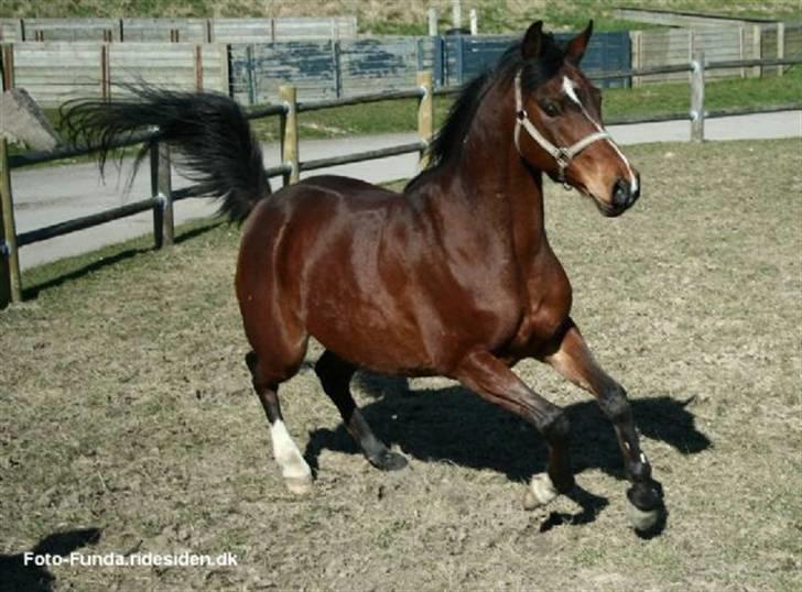 Heste - Taget af Funda Lindberg! billede 5