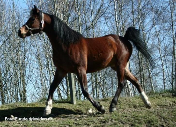 Heste - Taget af Funda Lindberg! billede 6