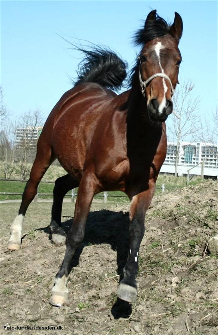 Heste - Taget af Funda Lindberg! billede 7