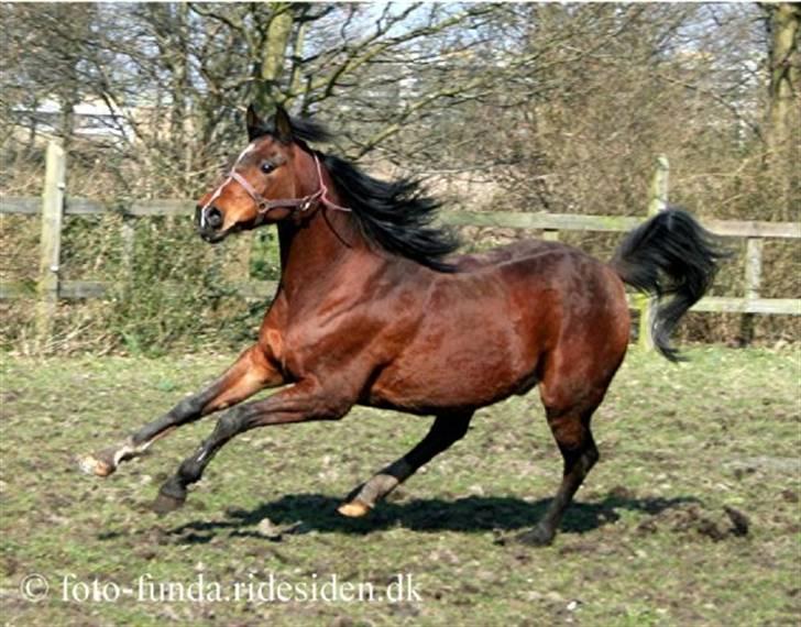 Heste - Taget af Funda Lindberg! billede 8