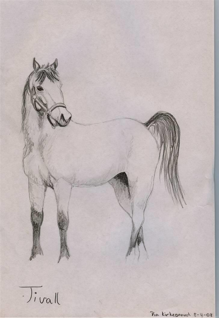Tegninger jeg har tegnet... - Tivall... tegnet efter en pony på hestegalleri... billede 23