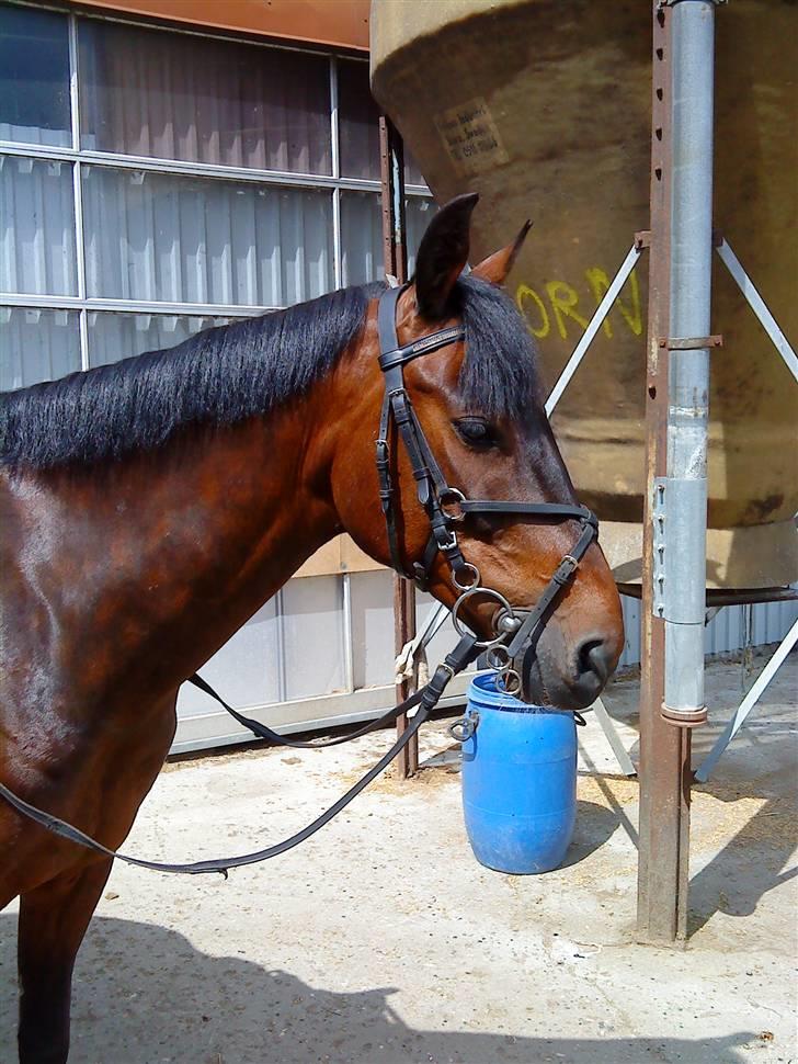 Pingo, Miss Zeikon og Ard Chuan Millenium :) billede 11