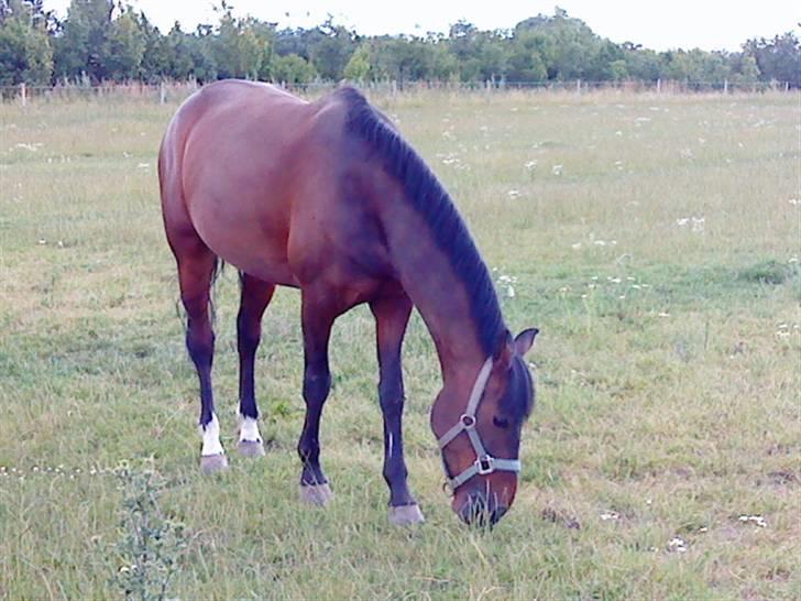 Pingo, Miss Zeikon og Ard Chuan Millenium :) billede 12