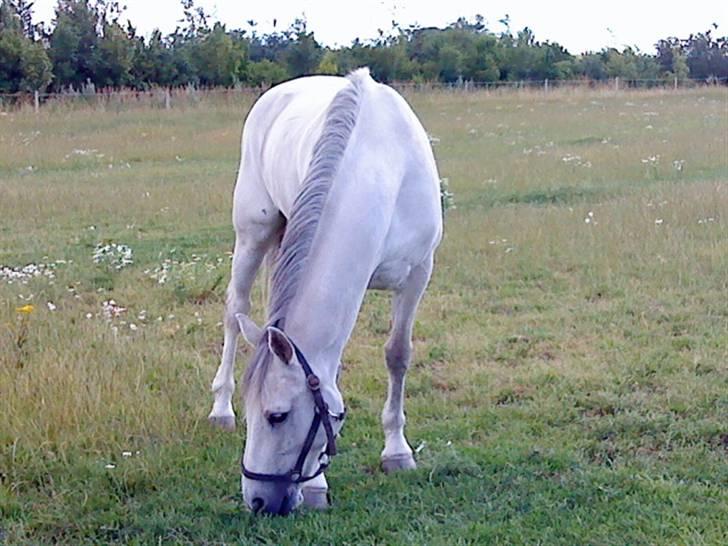 Pingo, Miss Zeikon og Ard Chuan Millenium :) - Millenium :) billede 13