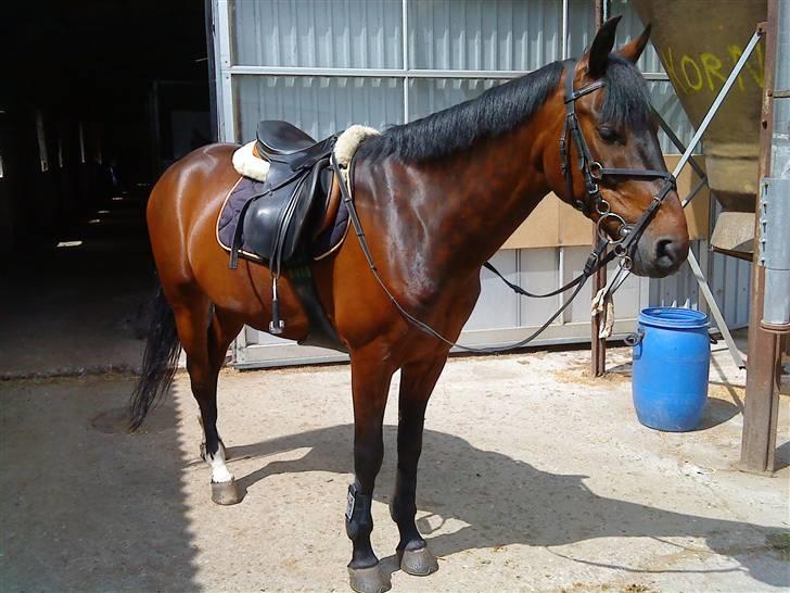 Pingo, Miss Zeikon og Ard Chuan Millenium :) billede 1