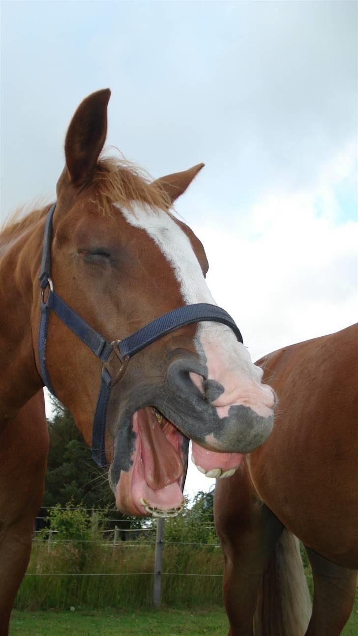 Mine Grimme heste xD billede 1
