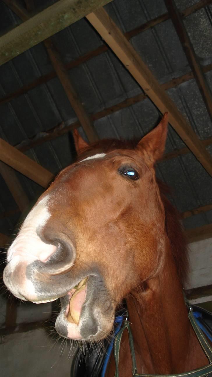 Mine Grimme heste xD billede 2