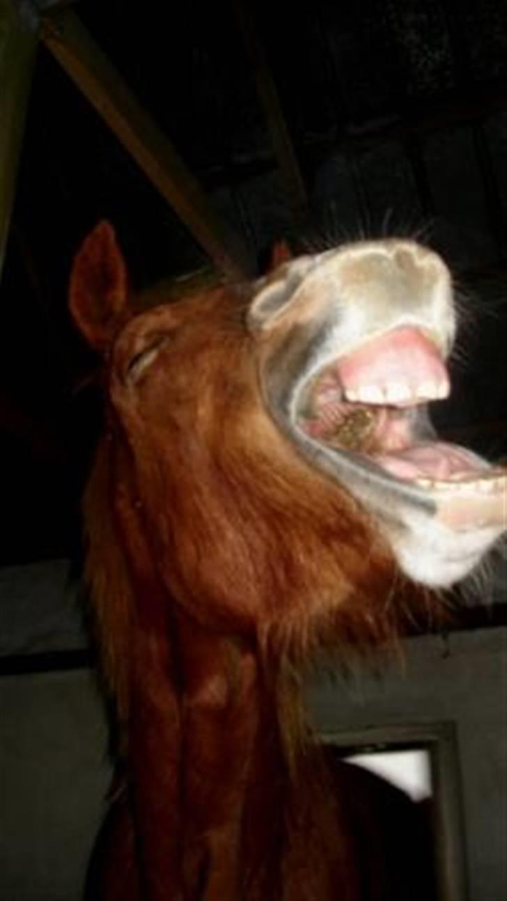 Mine Grimme heste xD billede 3