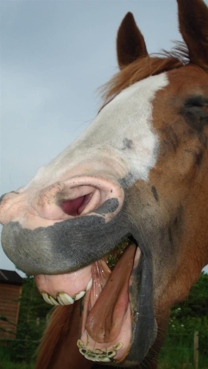 Mine Grimme heste xD billede 4