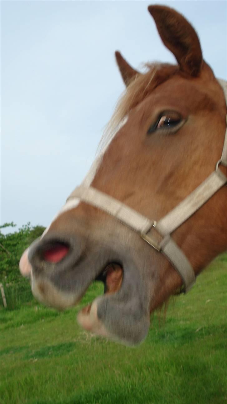 Mine Grimme heste xD billede 5