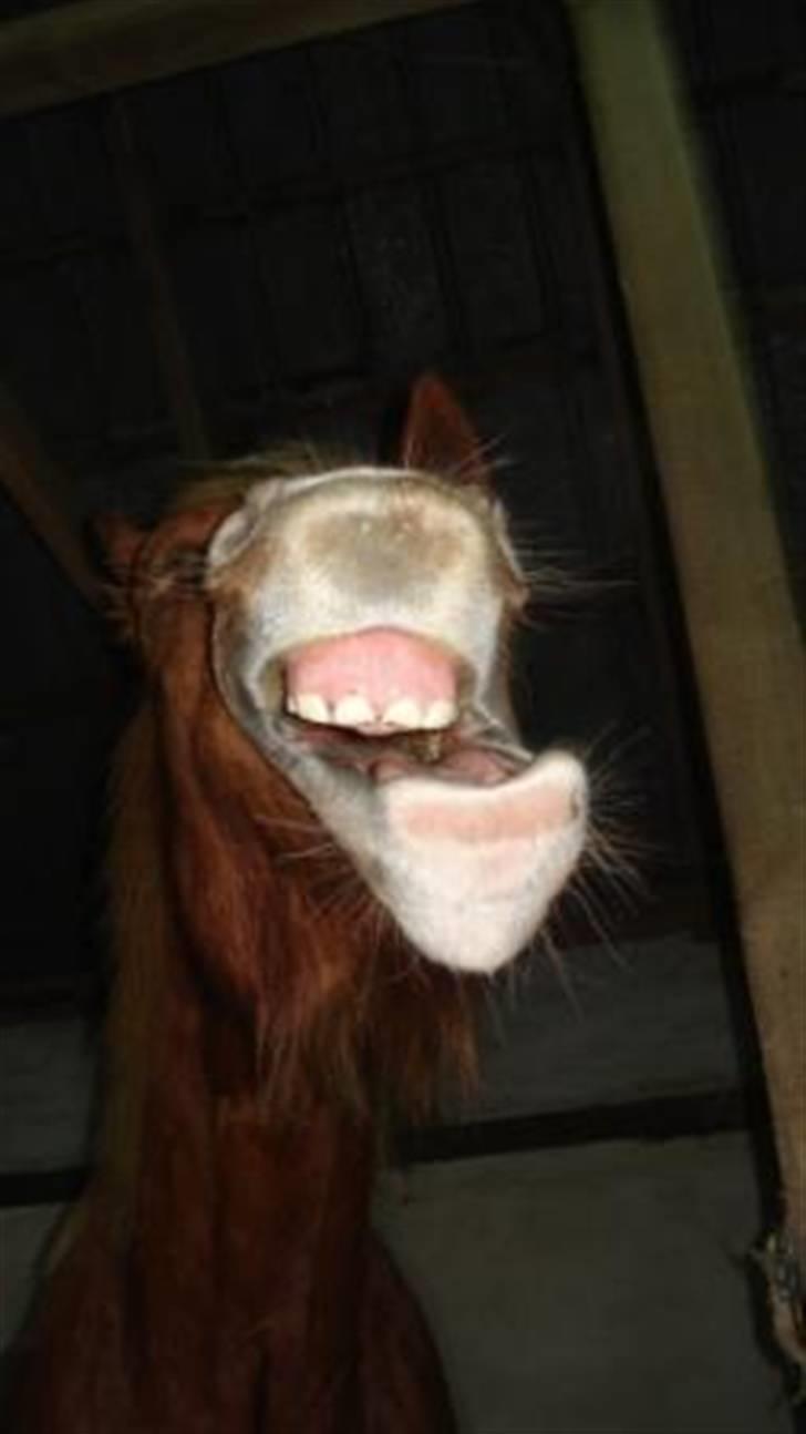 Mine Grimme heste xD billede 6