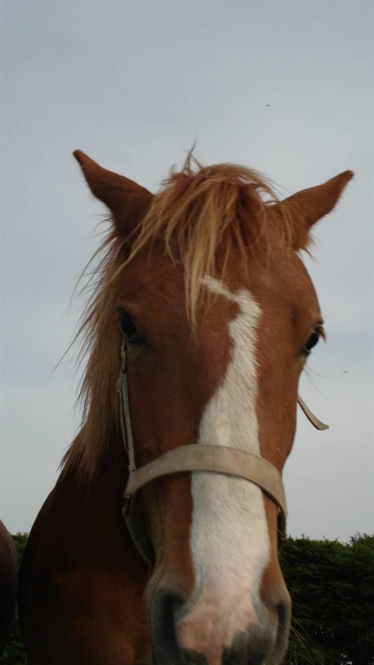 Mine Grimme heste xD billede 7