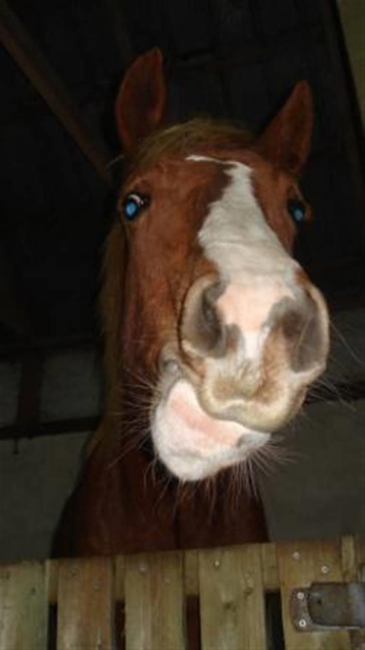 Mine Grimme heste xD billede 8