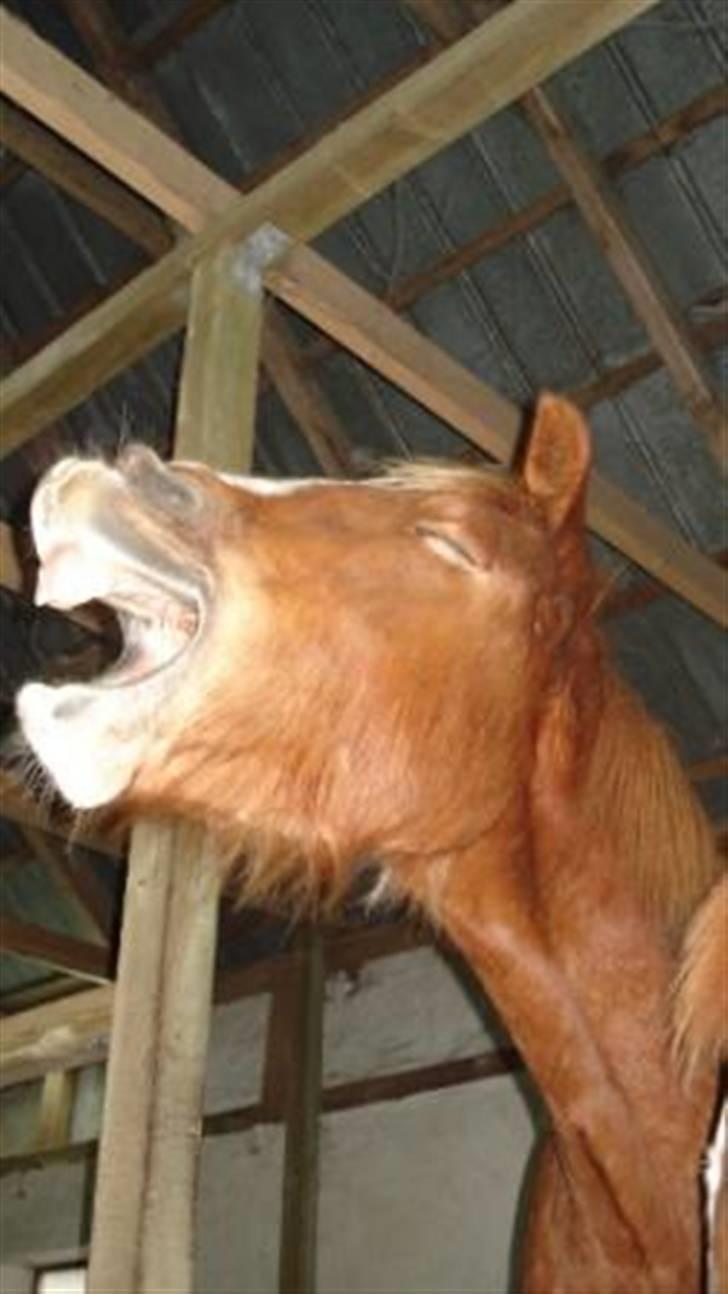 Mine Grimme heste xD billede 9