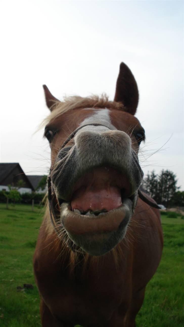 Mine Grimme heste xD billede 10