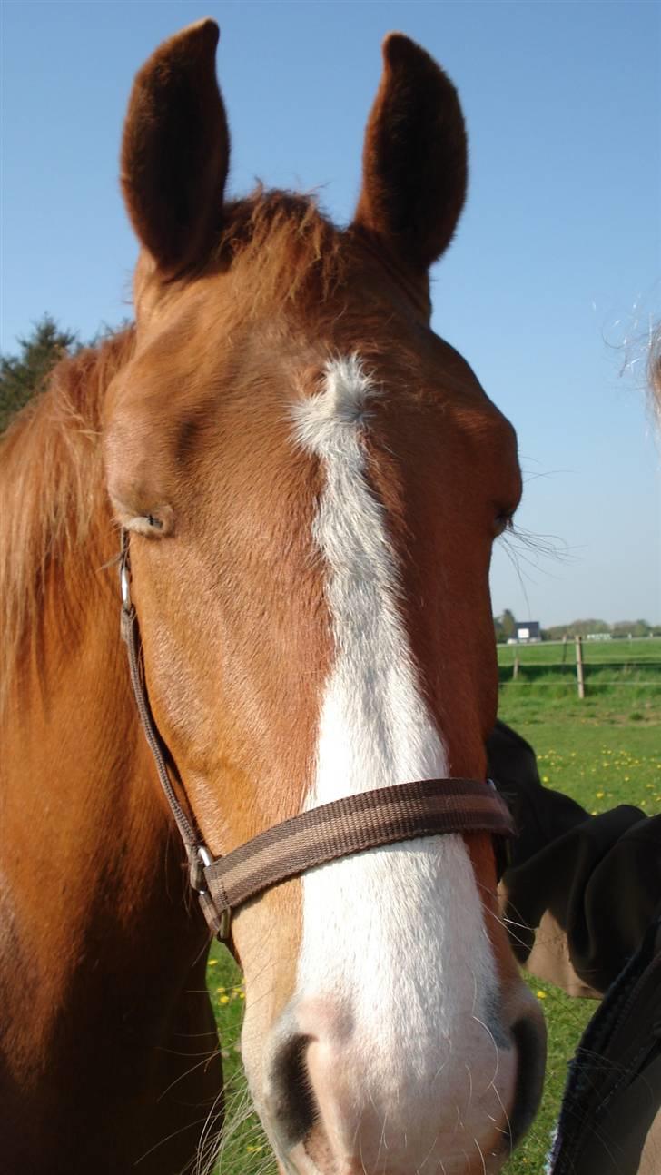 Mine Grimme heste xD billede 12