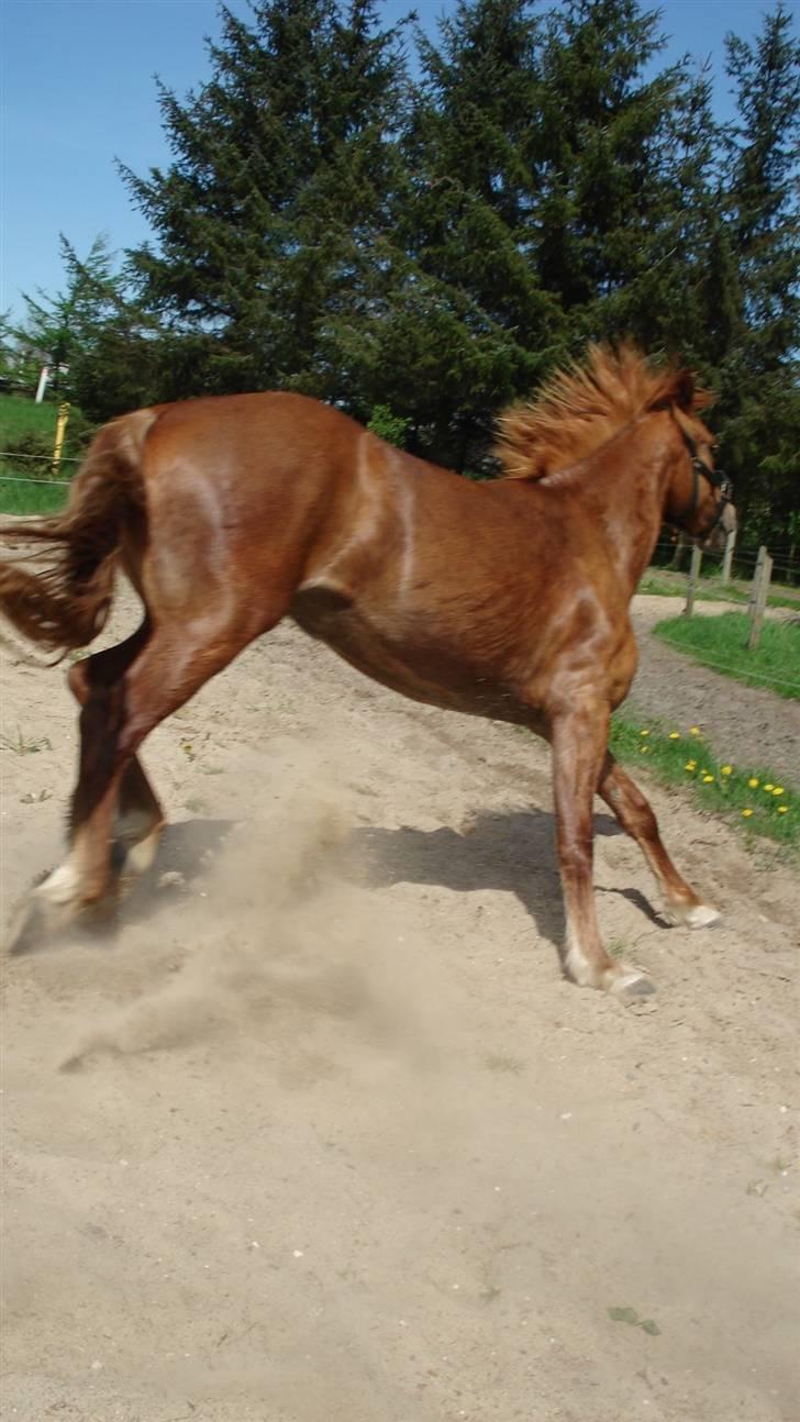 Mine Grimme heste xD billede 13