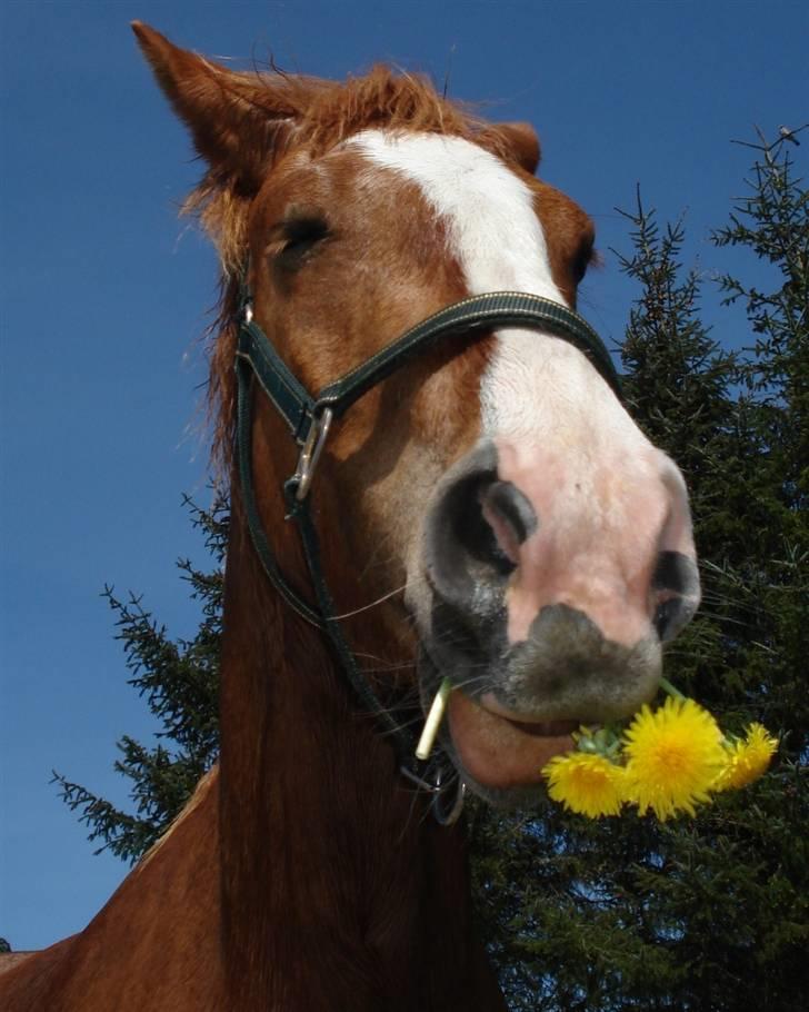 Mine Grimme heste xD billede 14