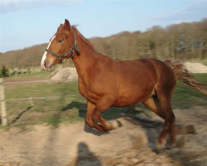 Mine Grimme heste xD billede 15