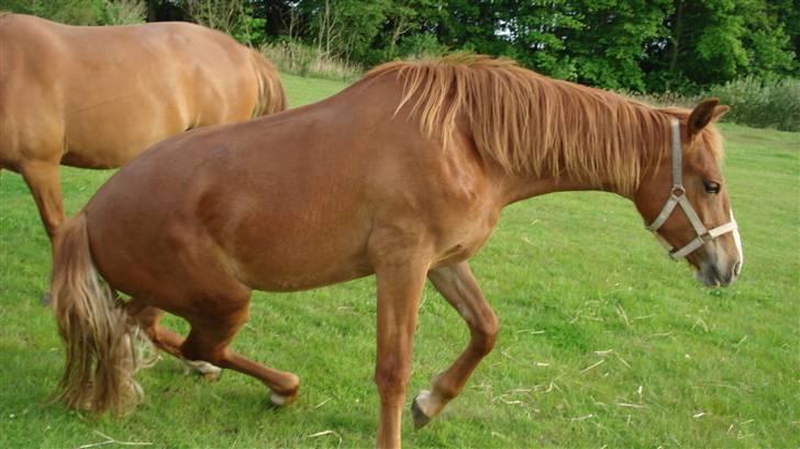 Mine Grimme heste xD billede 16