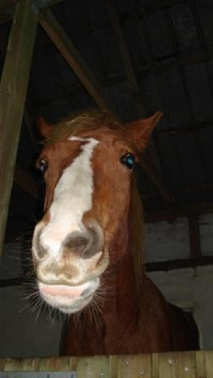 Mine Grimme heste xD billede 17