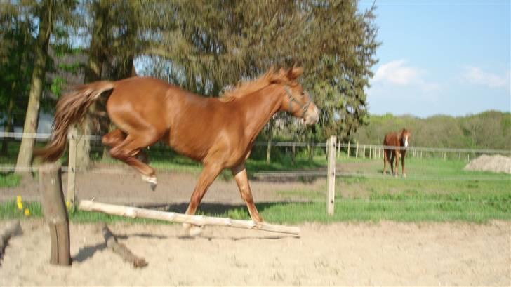 Mine Grimme heste xD billede 18