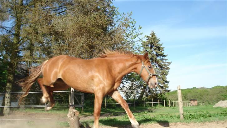 Mine Grimme heste xD billede 19