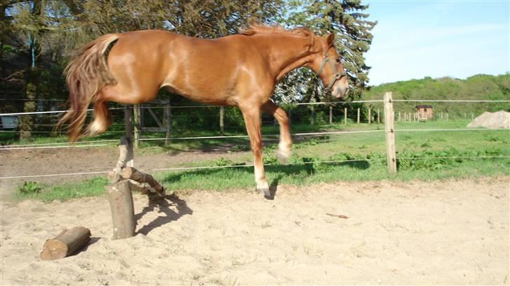 Mine Grimme heste xD billede 20