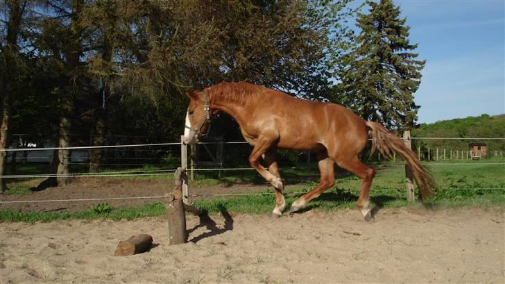 Mine Grimme heste xD billede 21