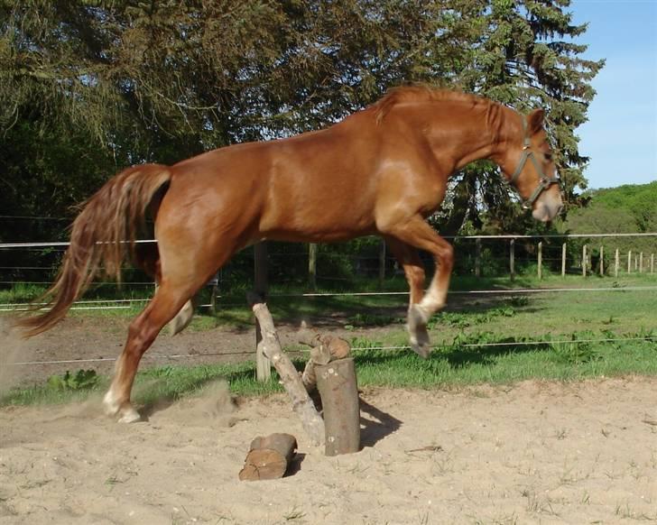 Mine Grimme heste xD billede 22