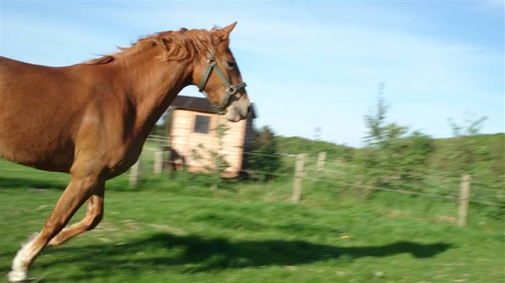 Mine Grimme heste xD billede 23