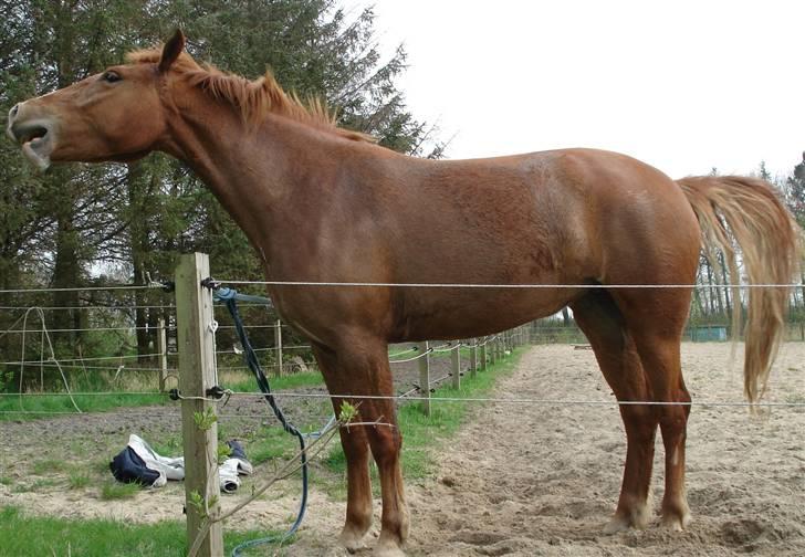 Mine Grimme heste xD billede 24