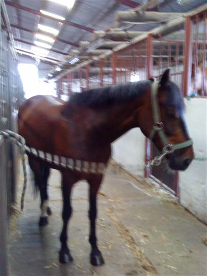 Pingo, Miss Zeikon og Ard Chuan Millenium :) billede 14