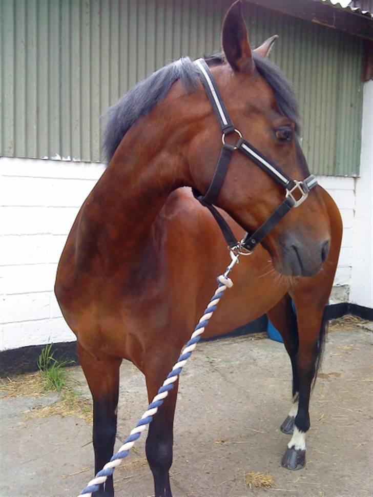 Pingo, Miss Zeikon og Ard Chuan Millenium :) billede 15