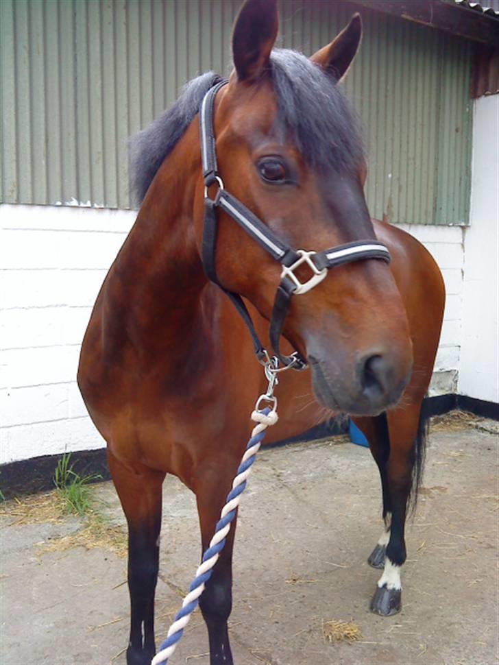 Pingo, Miss Zeikon og Ard Chuan Millenium :) billede 16