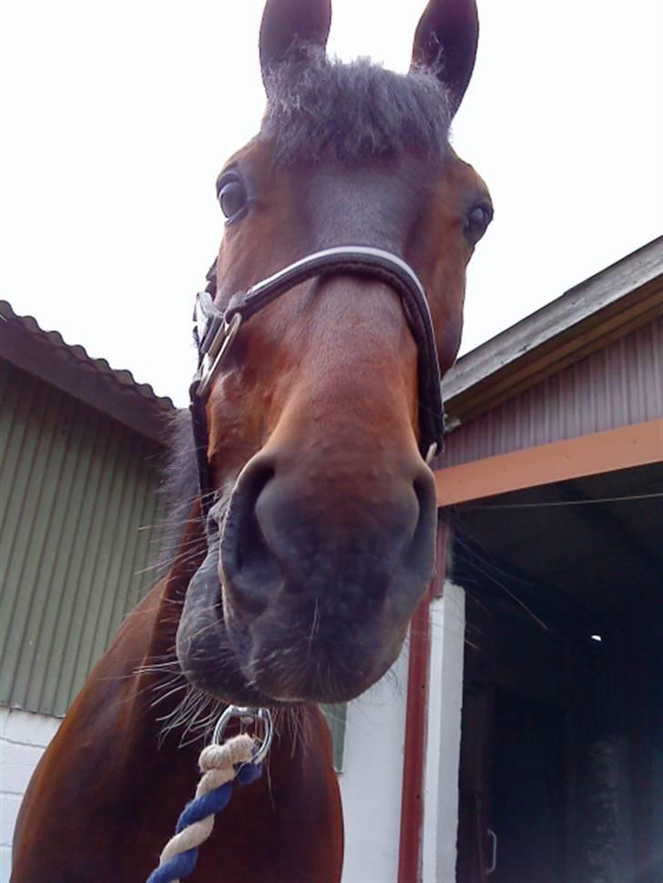 Pingo, Miss Zeikon og Ard Chuan Millenium :) billede 17