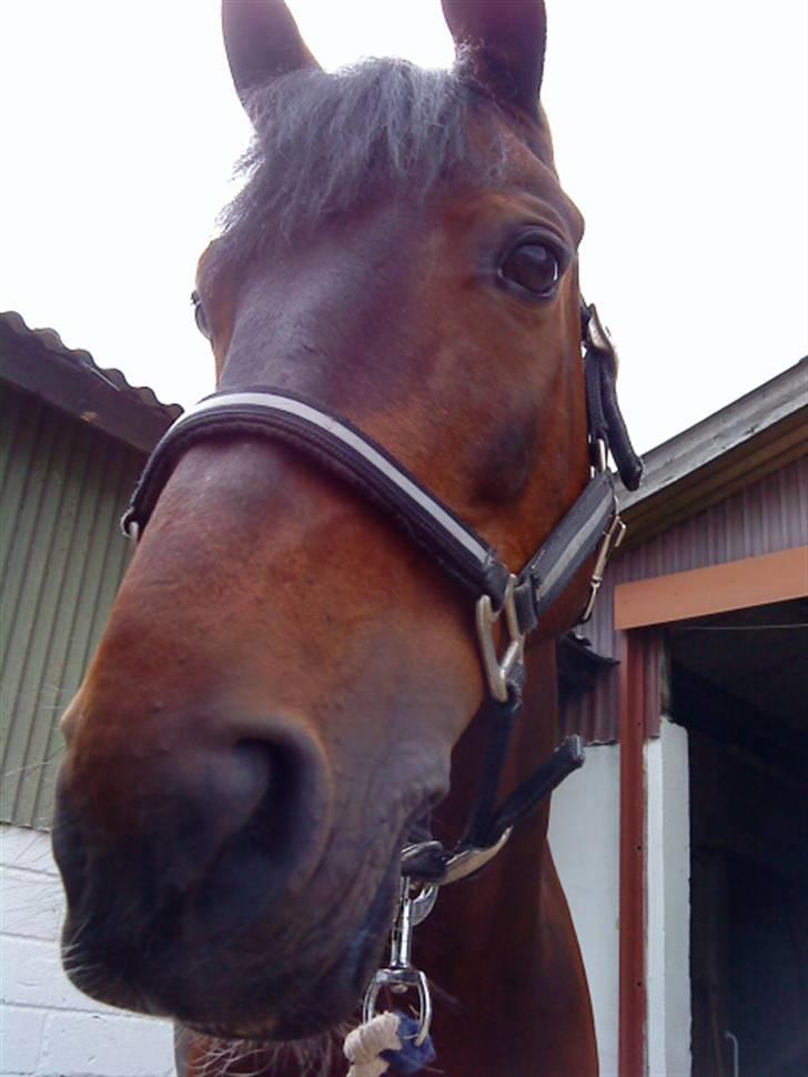 Pingo, Miss Zeikon og Ard Chuan Millenium :) billede 18