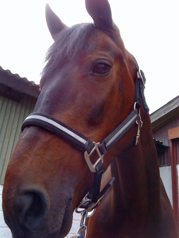 Pingo, Miss Zeikon og Ard Chuan Millenium :) billede 19