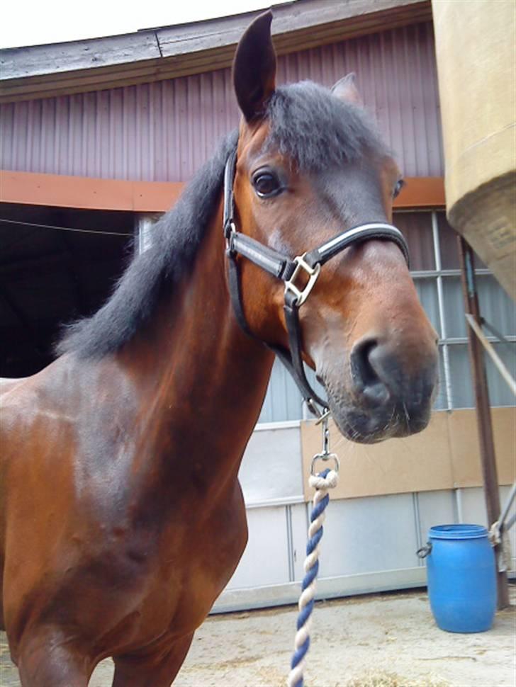 Pingo, Miss Zeikon og Ard Chuan Millenium :) billede 20