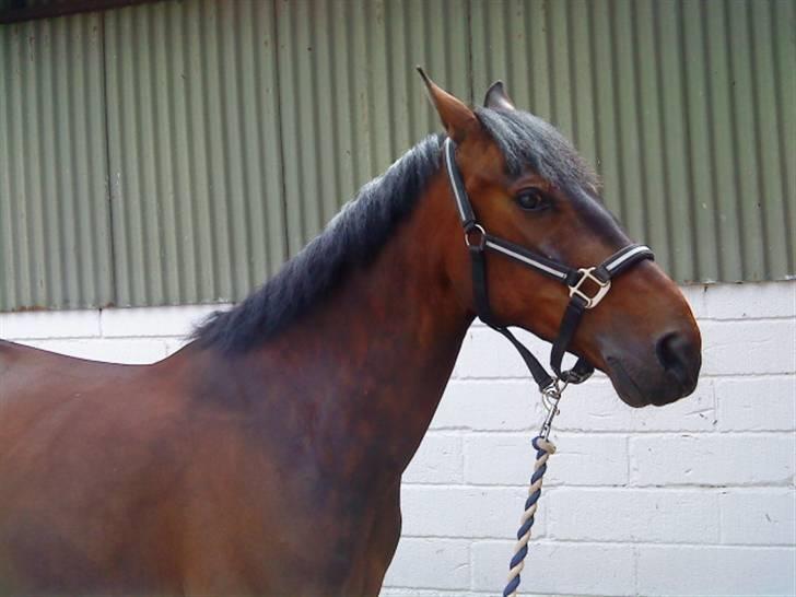 Pingo, Miss Zeikon og Ard Chuan Millenium :) billede 21